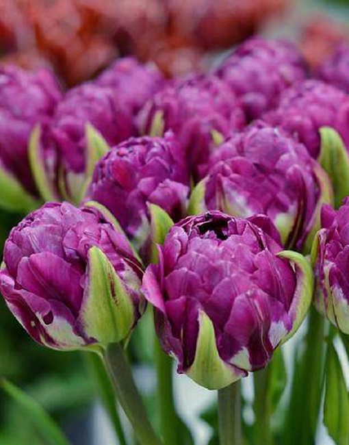 Тюльпан Блюберри Айс 1 уп. (3шт.) 