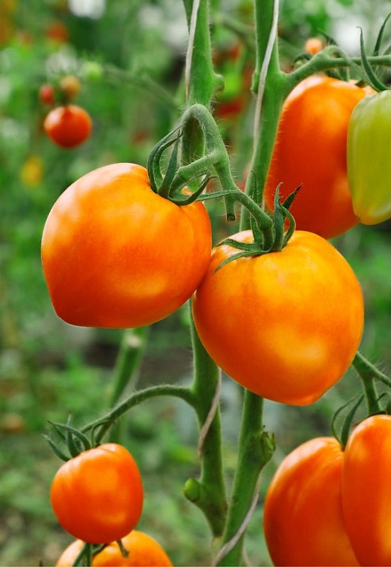 Томат Янтарный купол F1 (Селекция "ВХ") 0,05 гр цв.п