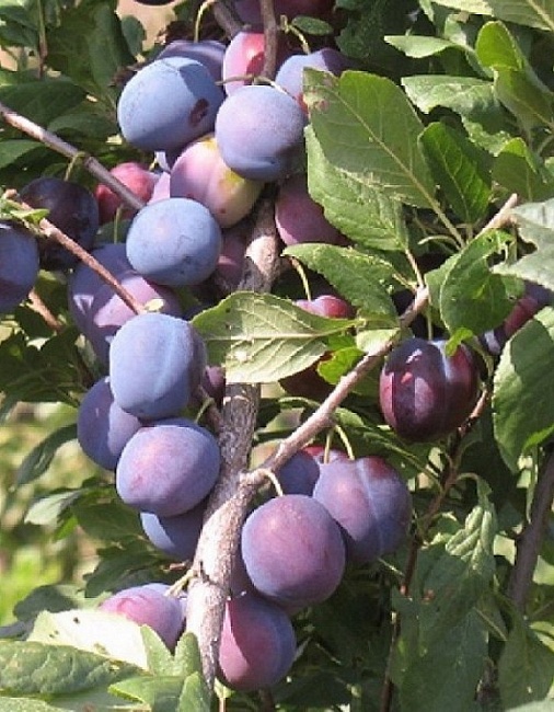 Слива Кромань (Prunus domestica) 1 шт