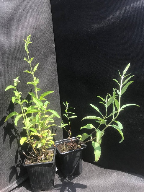 Вероника Розовая 1 шт Р9