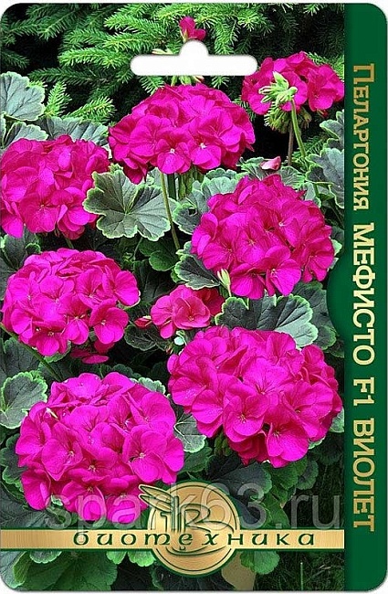 Пеларгония Мефисто F1 Виолет 5 шт