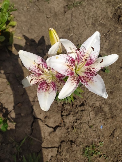 Лилия Танго Капуччино 