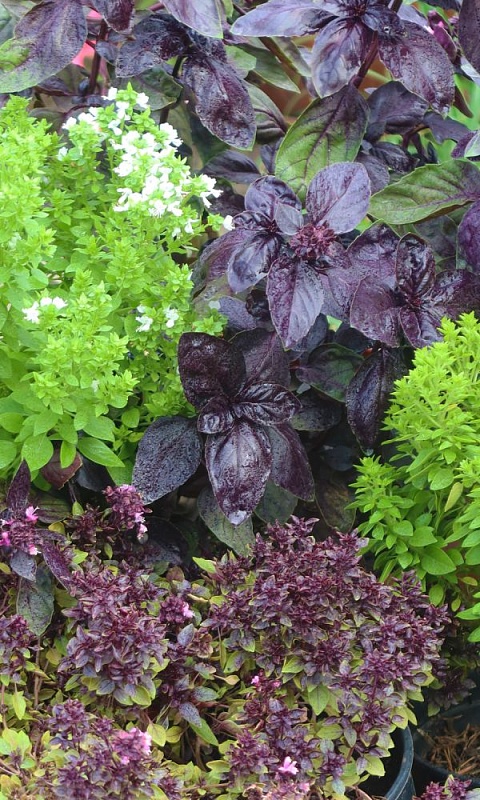 Базилик овощной Идеальная смесь (УД)  0,25 гр цв.п.