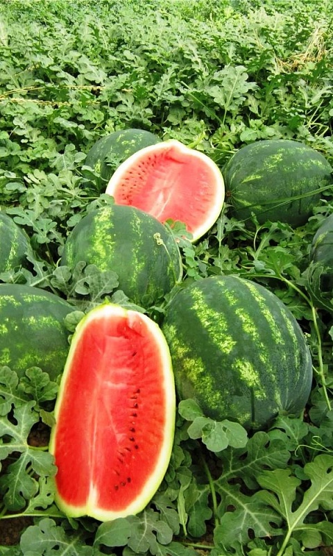 Арбуз Волжанин (УД) 8 шт цв п