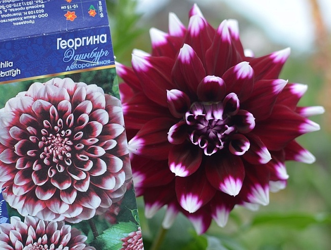 Георгина Эдинбург 1шт 