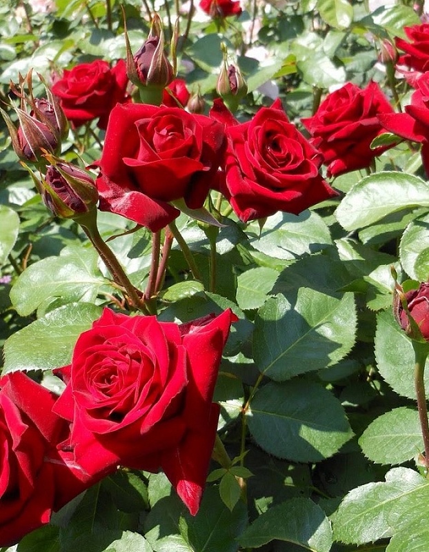 Роза чайно-гибридная Эксплорер 