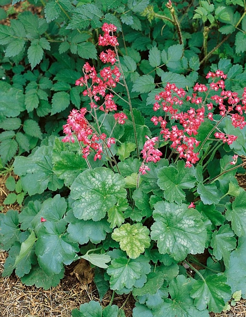 Гейхера Колокольчик ASF 1 шт Р9