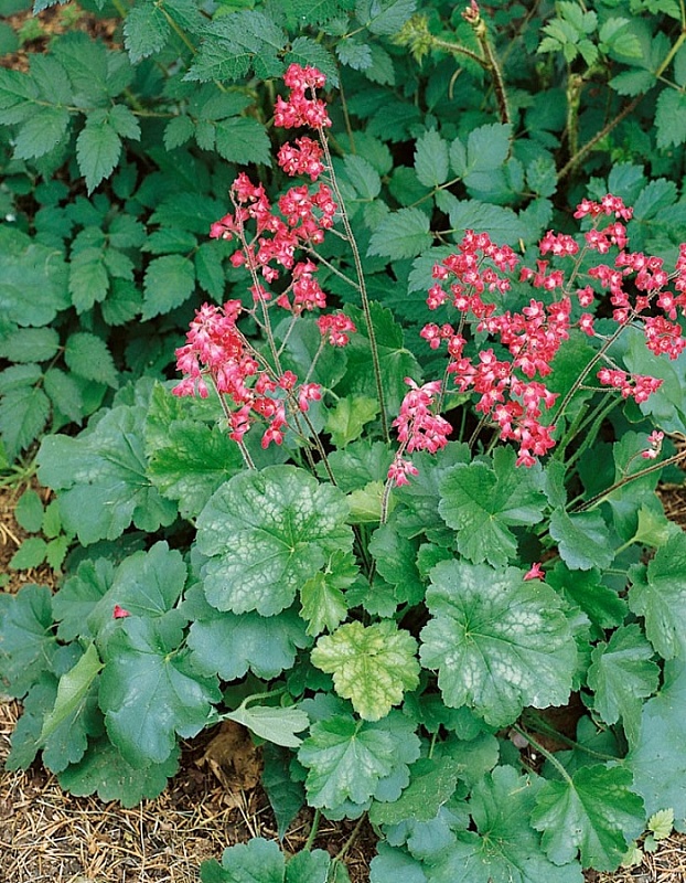 Гейхера Колокольчик ASF 1 шт Р9