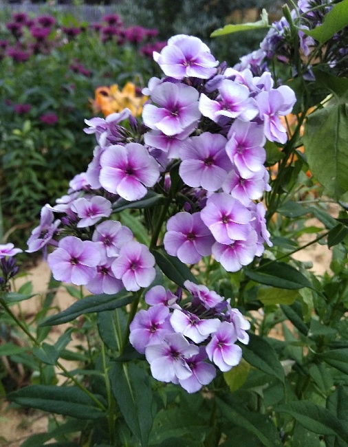 Флокс Неон Фларе Блю 