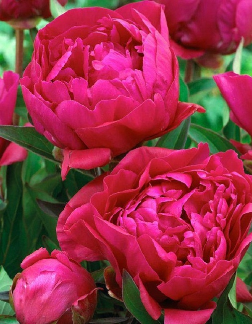 Пион травянистый Карл Розенфельд 1 шт С2