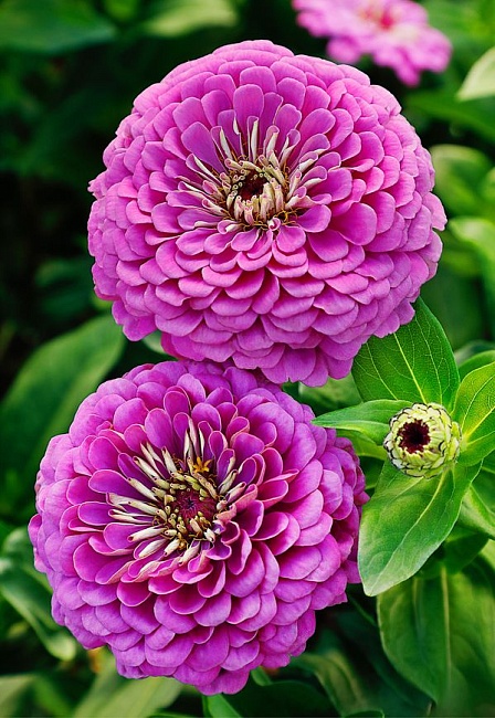 Цинния Фиолетовая королева 0,5 гр