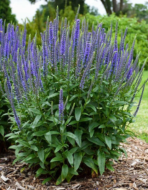 Вероника длиннолистная Голубая ASF 1 шт Р9