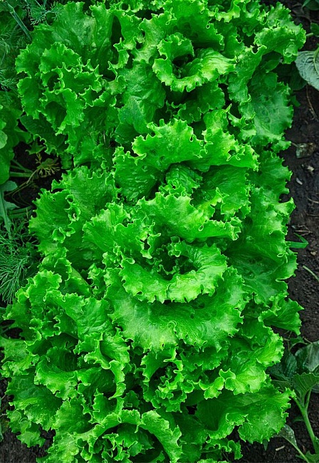 Салат Азарт 1 гр цв.п.