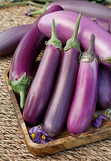 Баклажан Сизый нос (Селекция "ВХ") 0,1гр. цв.п.