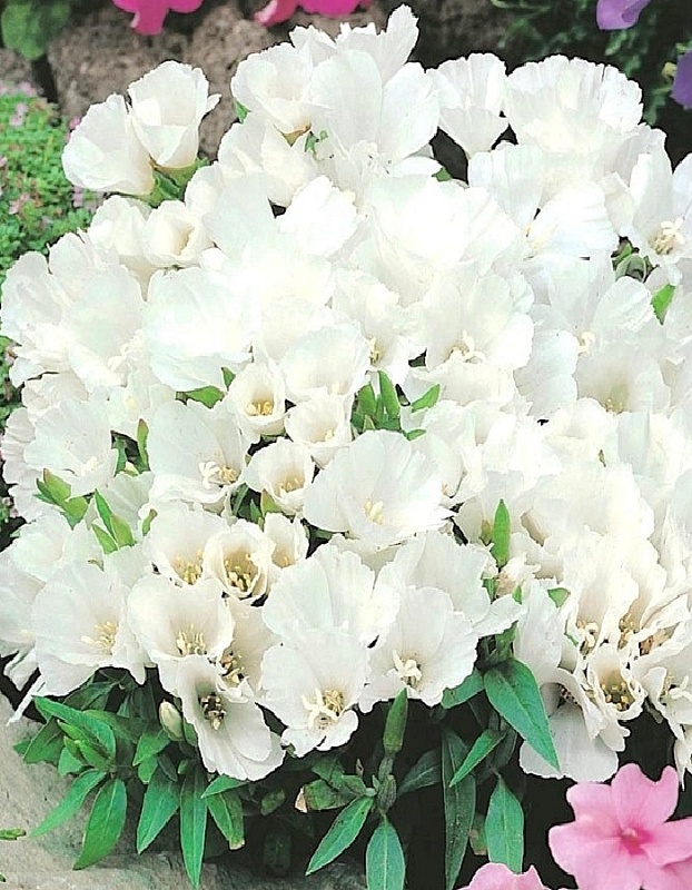 Годеция крупноцветковая Белый закат (УД) 0,1 гр цв п