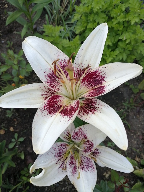 Лилия Изи Спот 