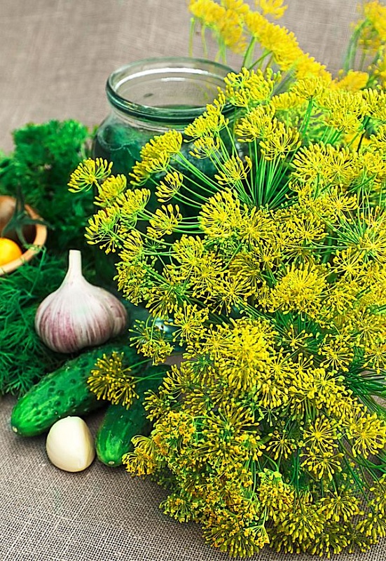 Укроп Аэронавт (Селекция "ВХ") 3 гр. цв.п.