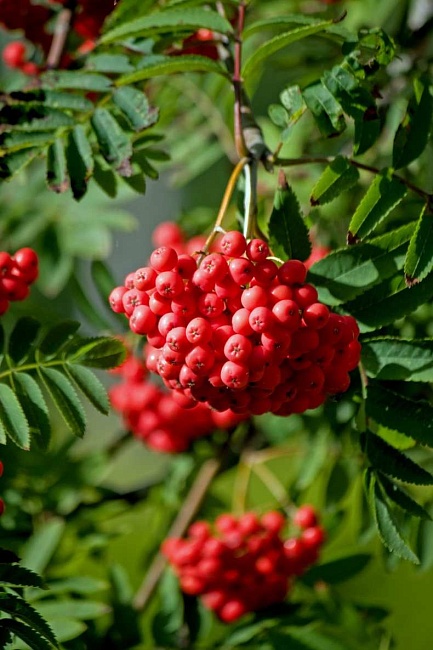 Рябина Алая крупная