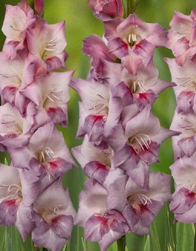 Гладиолус Смоки 