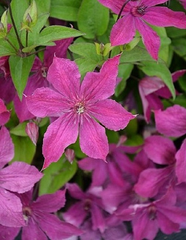 Клематис Экспандер 1 шт Р9