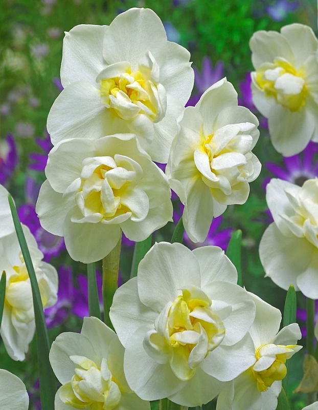 Нарцисс Чирфулнесс (цветочки - розочки) 1 уп.(2 шт.) 