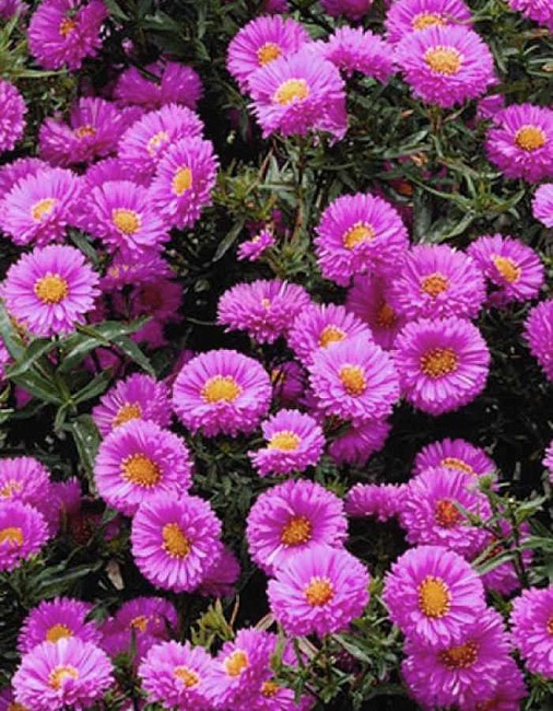 Астра Патрисия Баллард