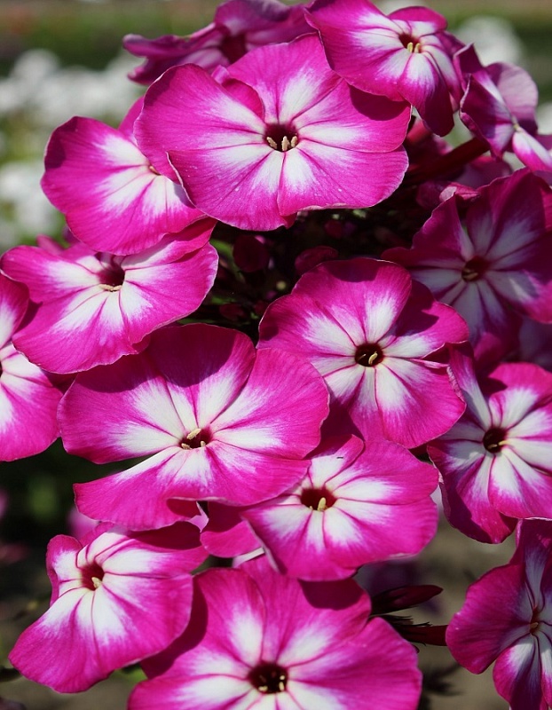 Флокс Модерн Арт 