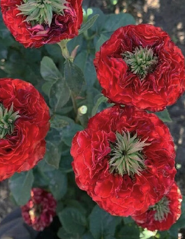 Роза чайно-гибридная Ред Ай 