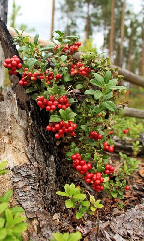 Брусника Коралл (УД) 20 шт. цв.п.