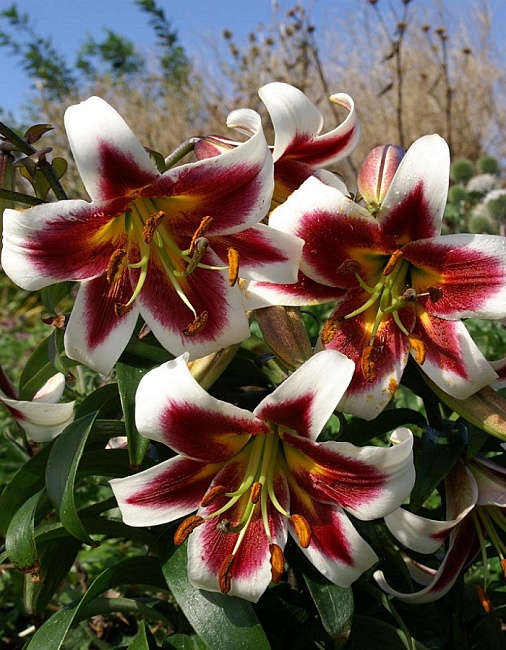 Лилия Беверли Дрим