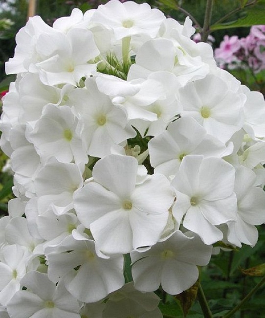 Флокс Уайт Спарр 