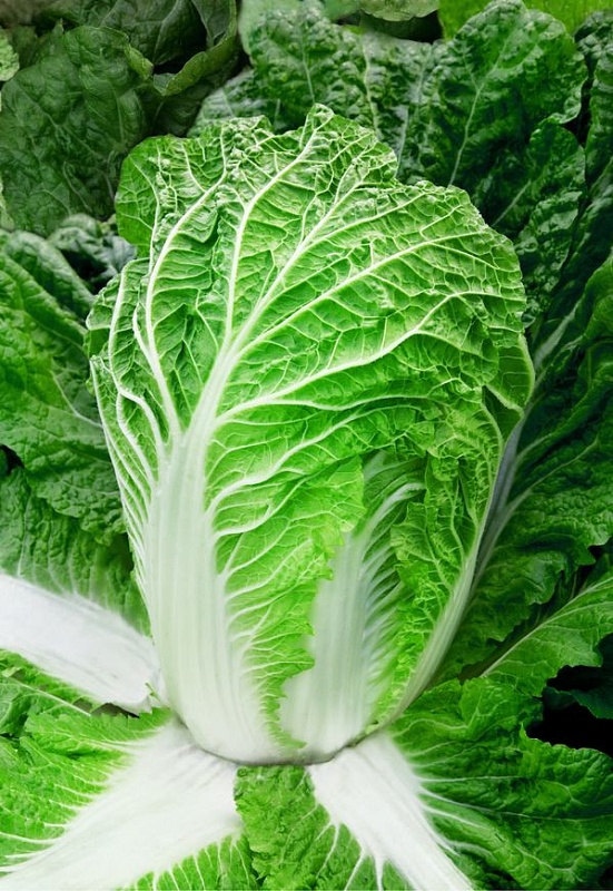 Капуста пекинская Маноко  F1 15 шт цв.п.