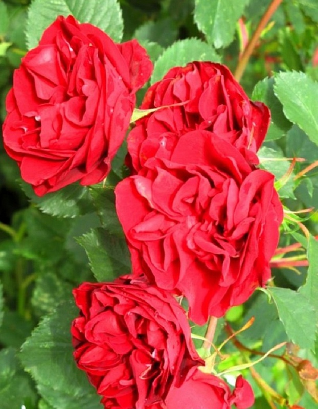 Роза кустовая Хоуп фо Хьюманити