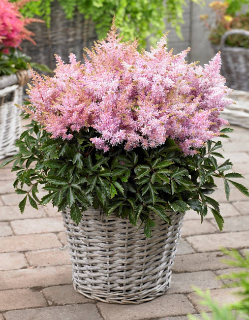 Астильба Шугаберри 