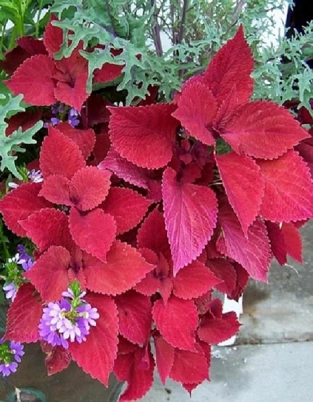 Колеус блюме Вечерняя заря (Аэлита) 5 шт цв п