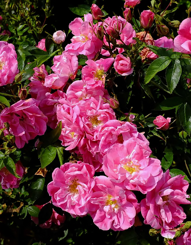 Роза плетистая Вильям Баффин