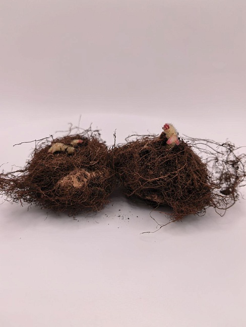 Глоксиния Монт Бланк