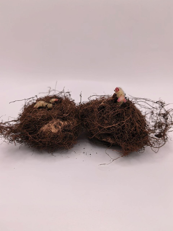 Глоксиния Монт Бланк