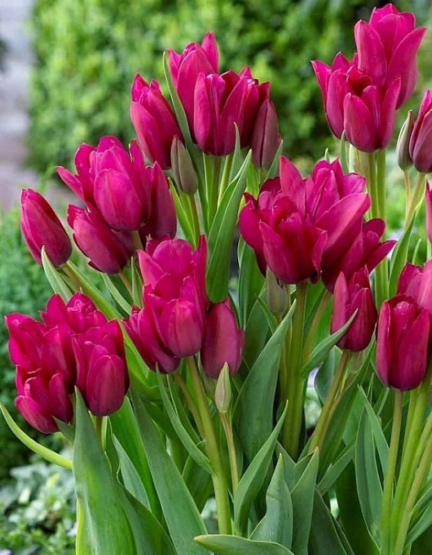 Тюльпан Найт Клаб 1 уп. (3шт.) 