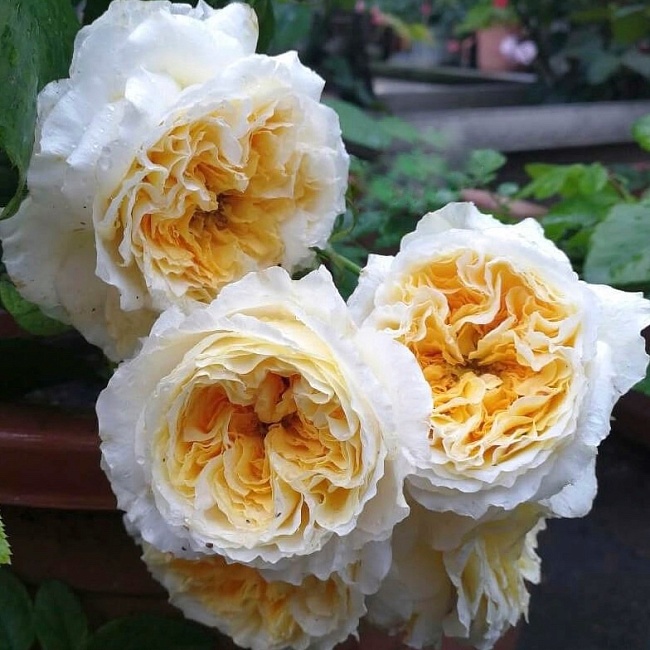 Роза английская Беатриче