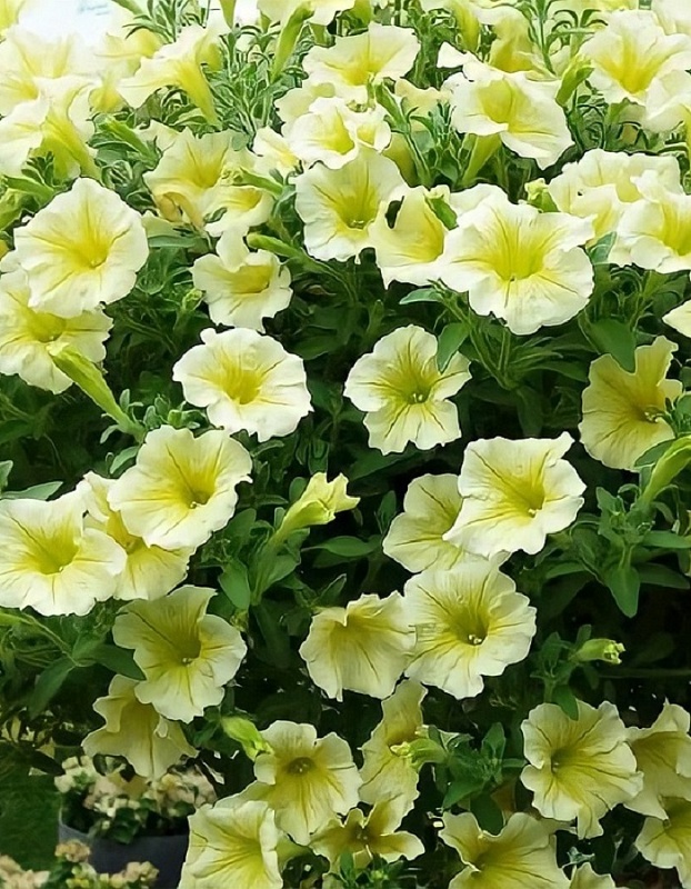 Петуния Джоконда F1 лимонно-желтая (Аэлита) 5 шт