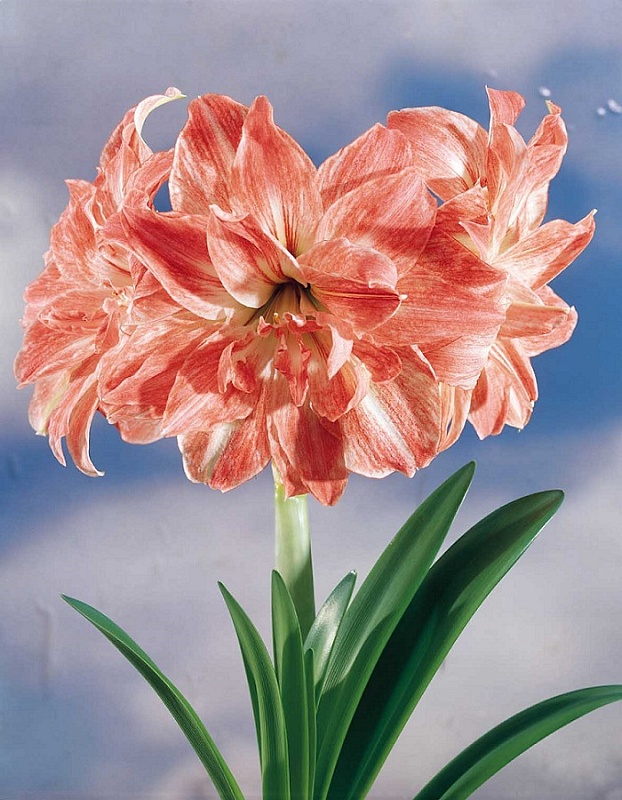 Амариллис Леди Джейн 