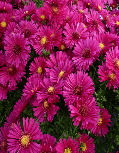 Астра кустарниковая Кассель