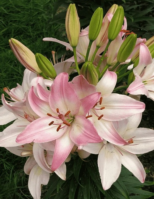 Лилия Марлен 