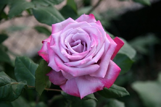 Роза чайно-гибридная Парадиз 1 шт