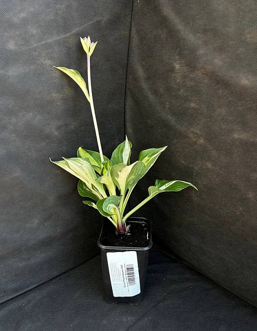 Хоста Революшен