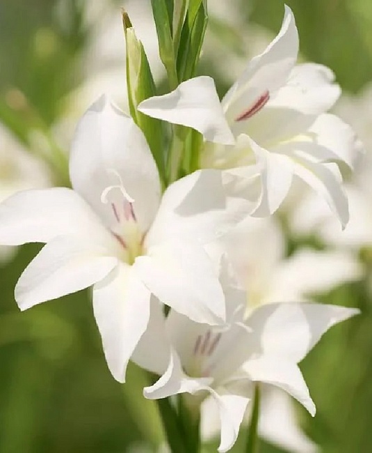 Гладиолус Колвиля Альбус 