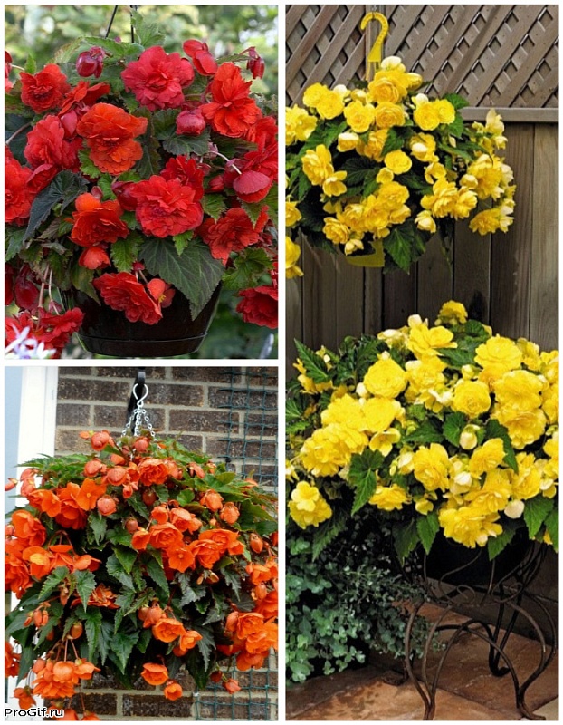 Микс бегоний ампельных Райский сад 3 шт.