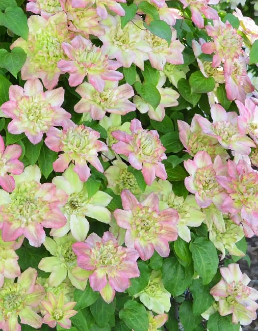 Клематис Писташио Кейк 1 шт Р9