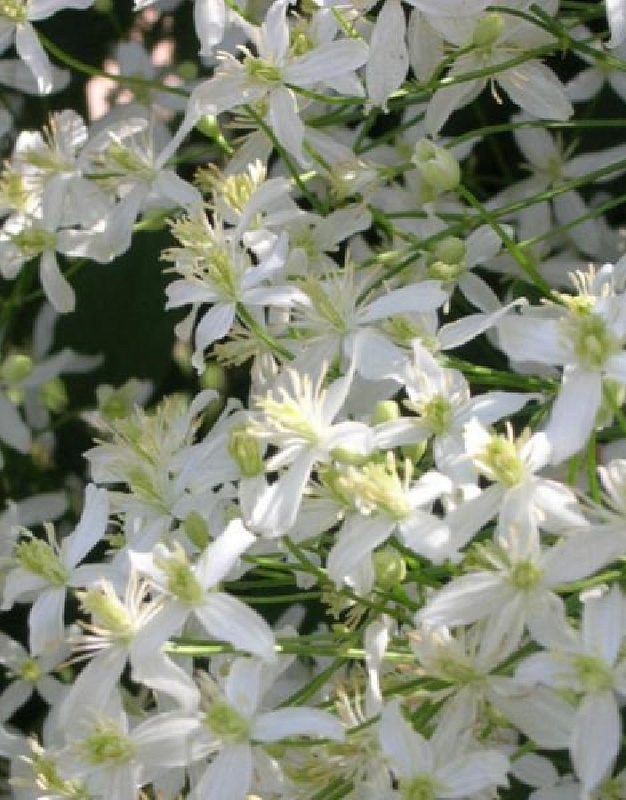 Клематис Эрли Сноу